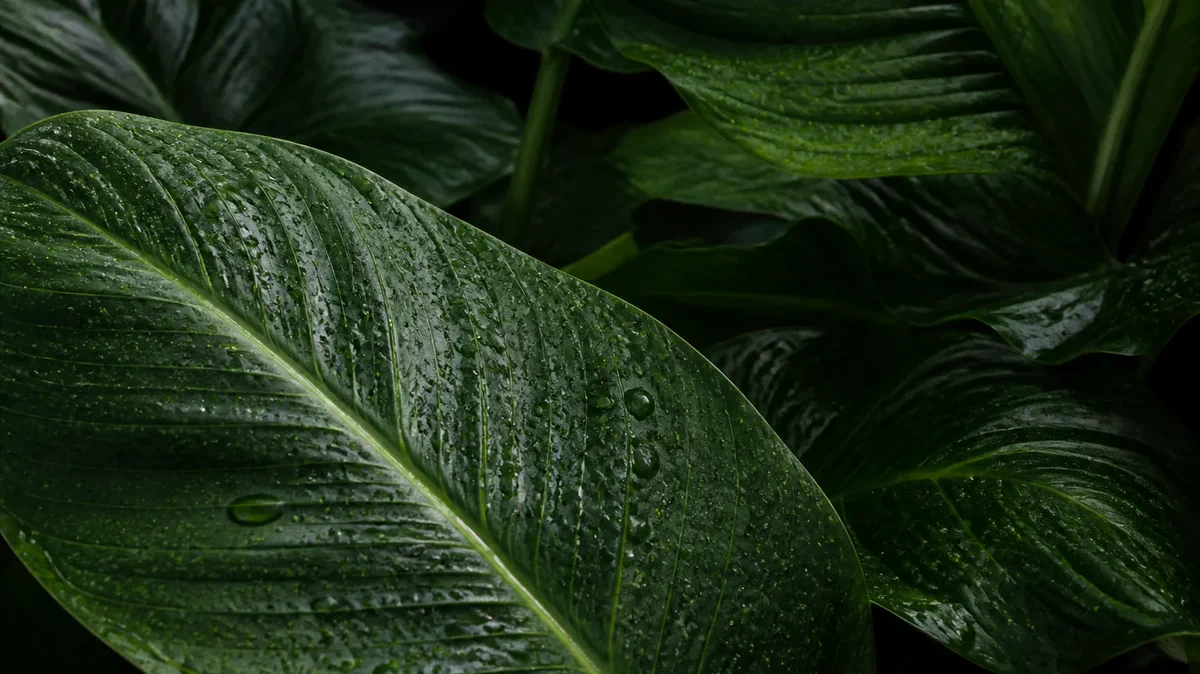 Folhas verdes com gotas de água em luz natural
