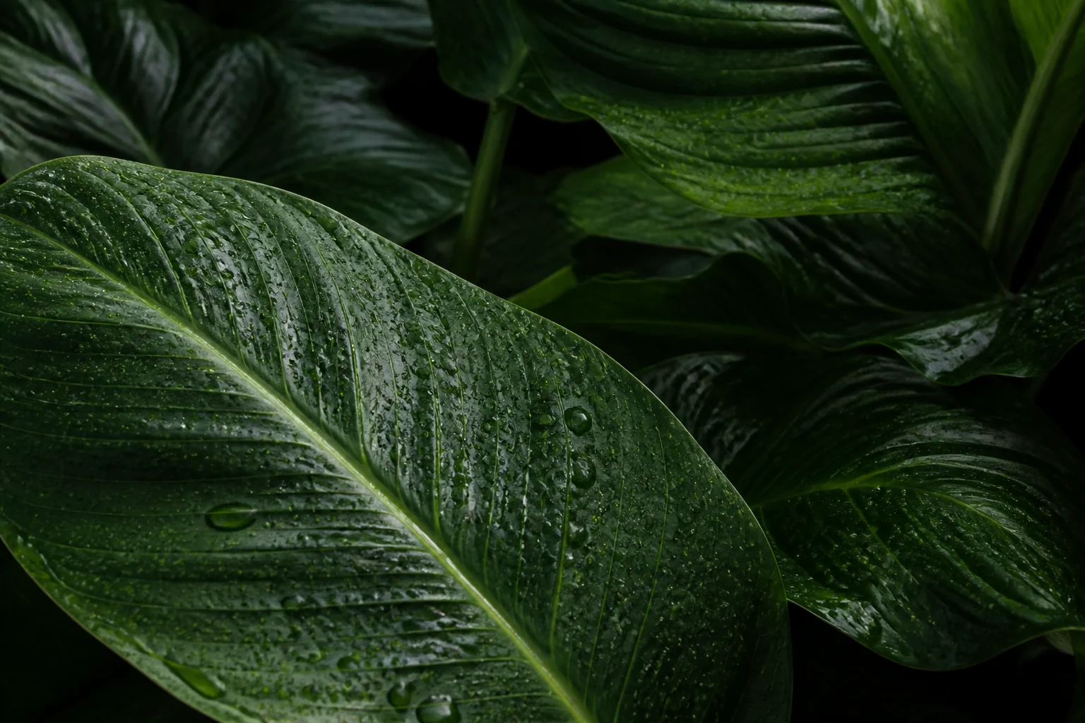 Folhas verdes com gotas de água em luz natural